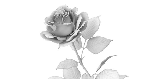 Розы на белом фоне