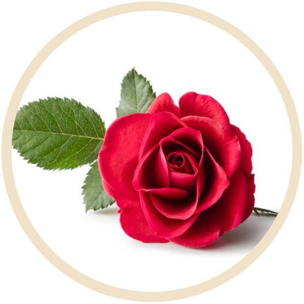 Розы на белом фоне