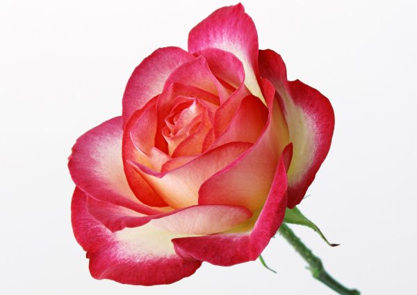 Розы на белом фоне