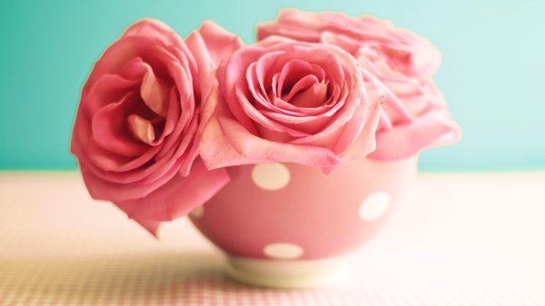 розовая роза