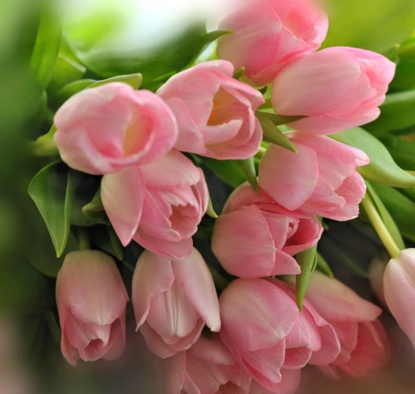 нежные весенние цветы