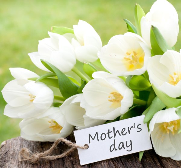 белые тюльпаны