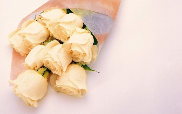 роза кремовая