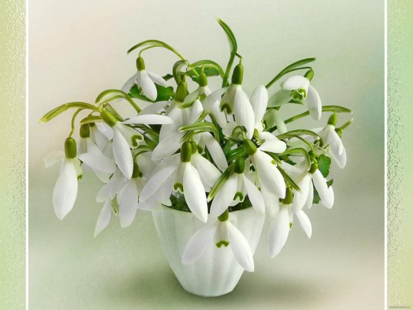 подснежник букет