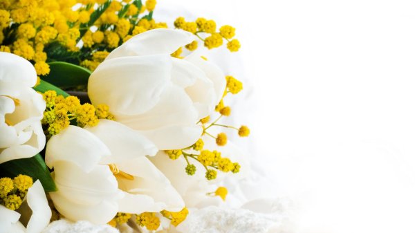 тюльпаны нарциссы и мимозы