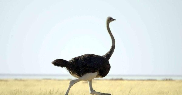 Страуса для детей цветные