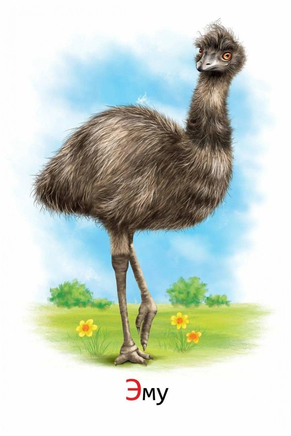 Страуса для детей цветные