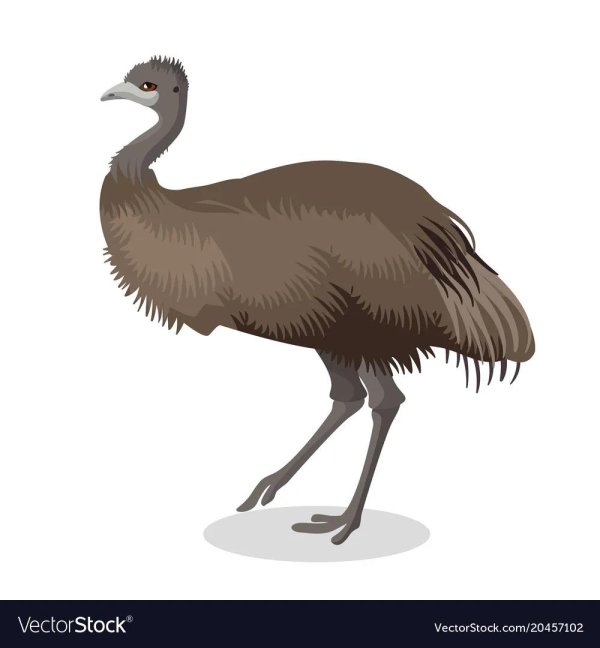 Страуса для детей цветные