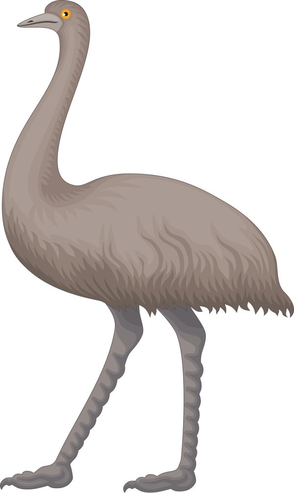 Страуса для детей цветные