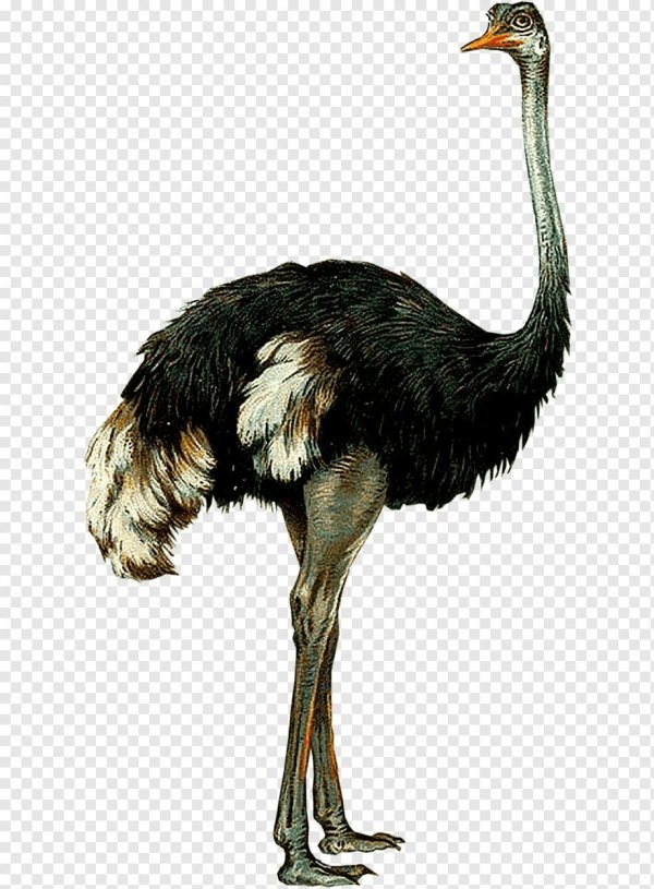 Страуса для детей цветные