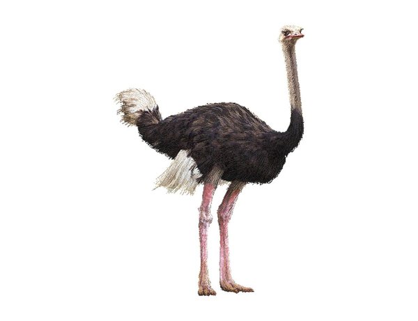 Страуса для детей цветные