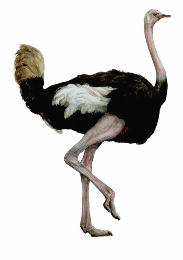 Страуса для детей цветные