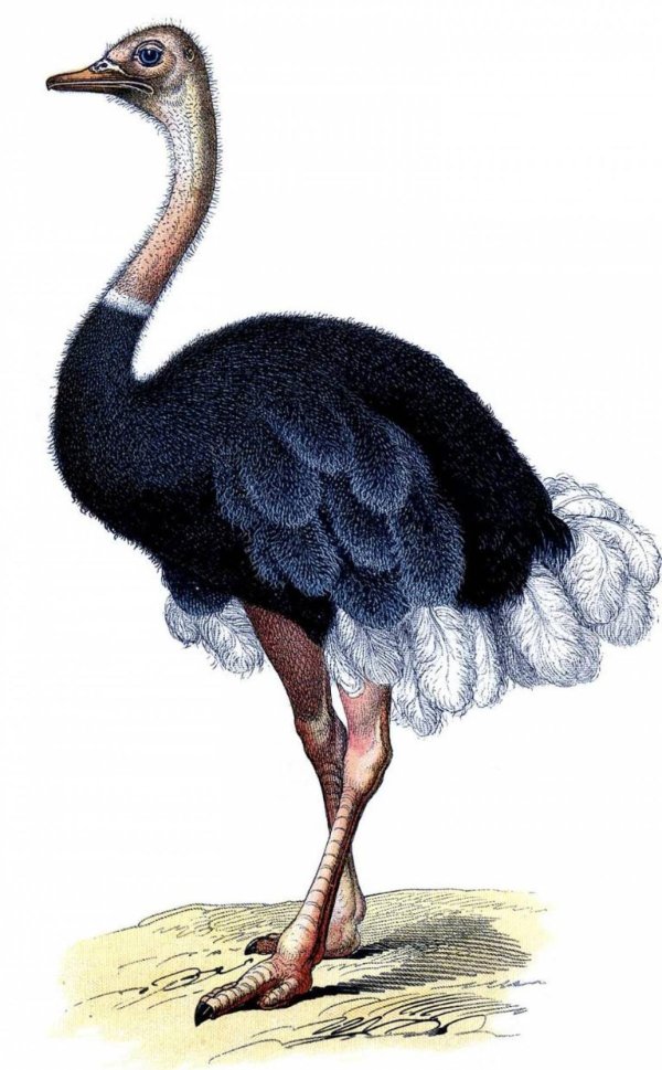 Страуса для детей цветные