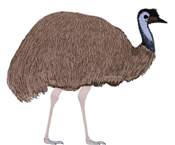 Страуса для детей цветные