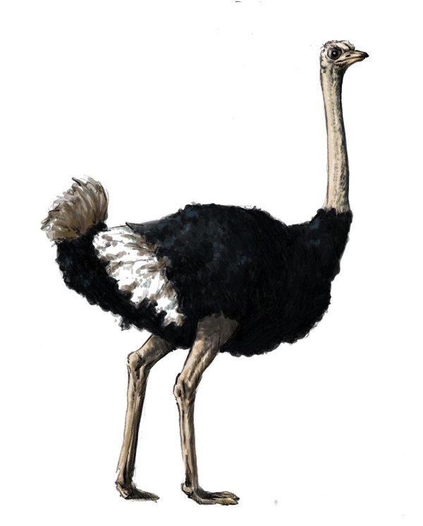 Страуса для детей цветные