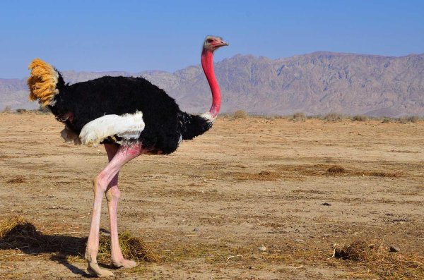 Страуса для детей цветные