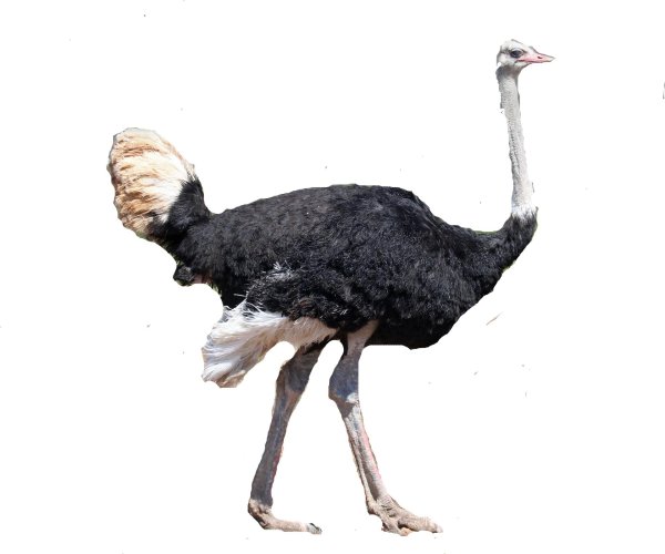 Страуса для детей цветные