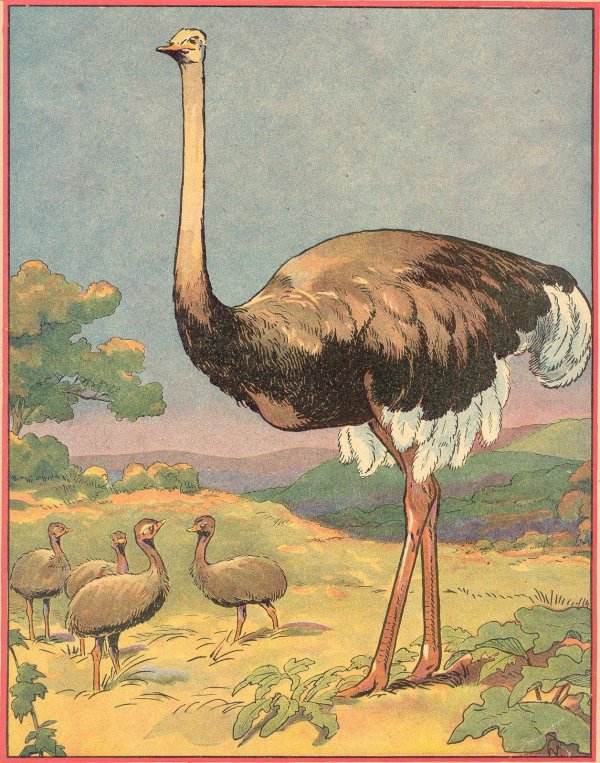 Страуса для детей цветные