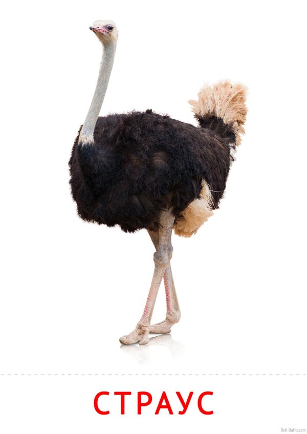 Страуса для детей цветные