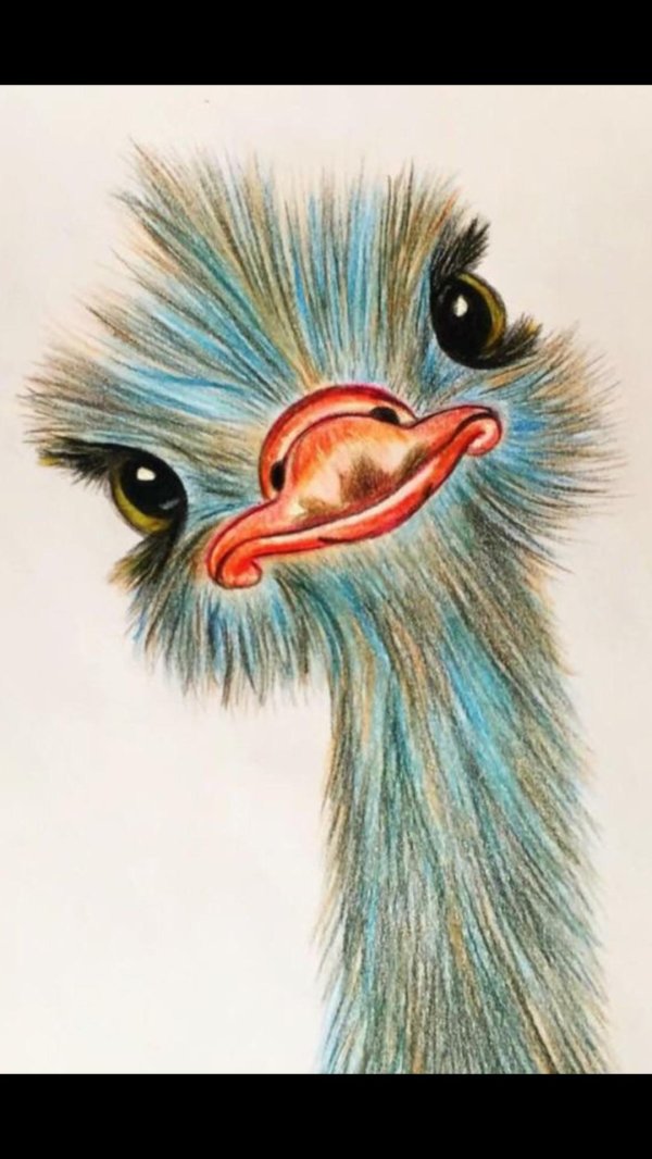 Страуса для детей цветные