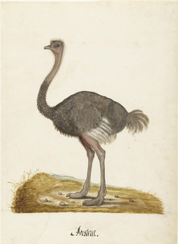 Страуса для детей цветные