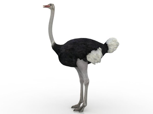 Страуса для детей цветные