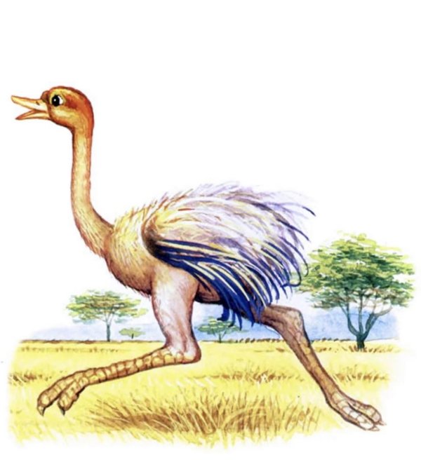 Страуса для детей цветные