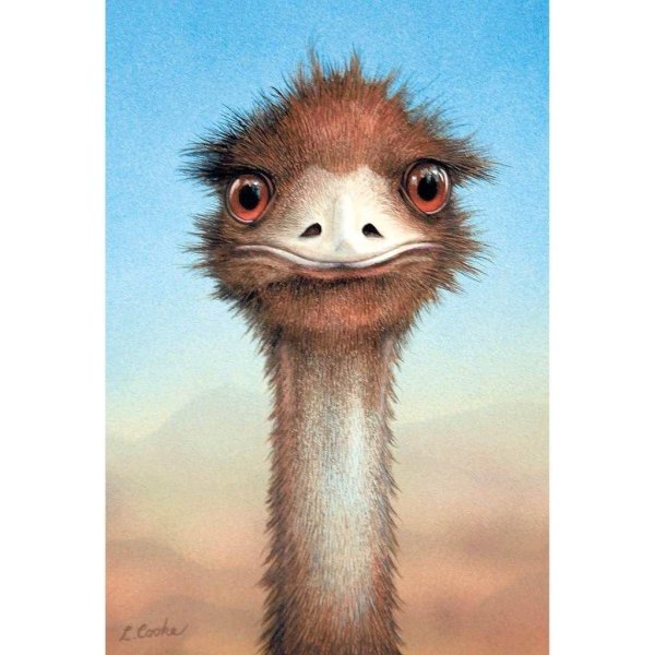 Страуса для детей цветные