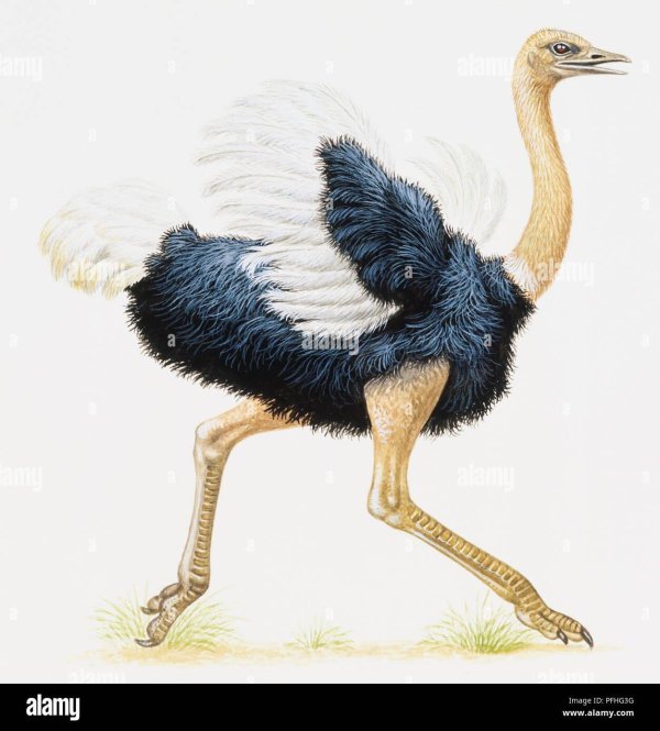 Страуса для детей цветные