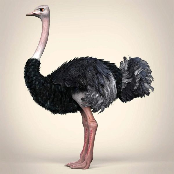 Страуса для детей цветные