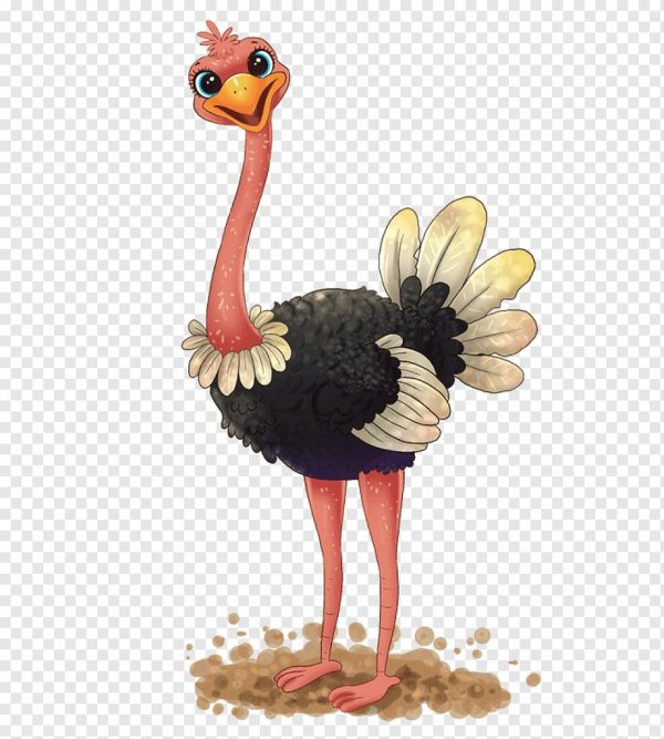 Страуса для детей цветные