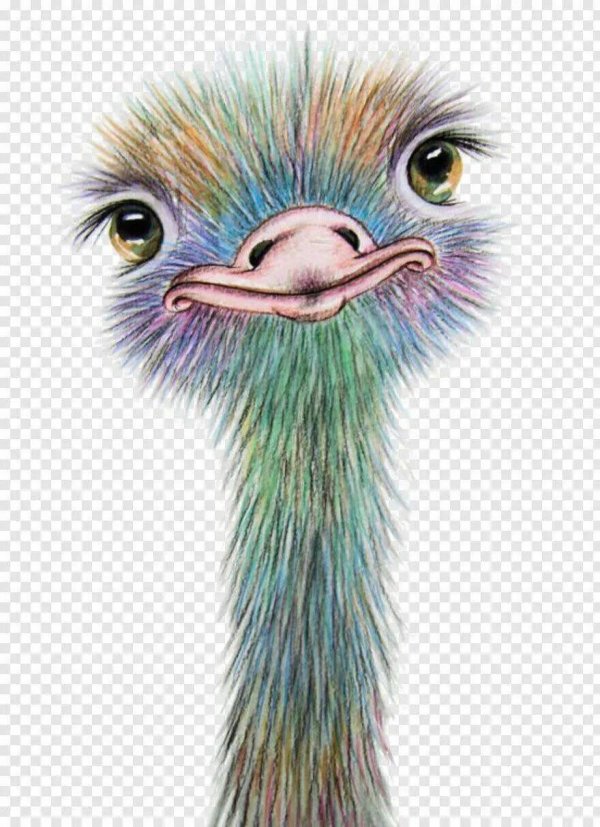 Страуса для детей цветные