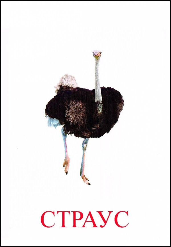 Страуса для детей цветные