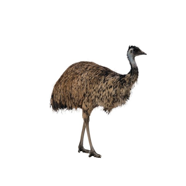 Страуса для детей цветные