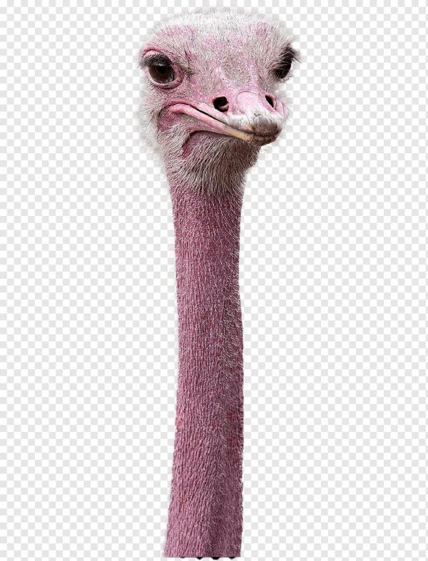 Страуса для детей цветные