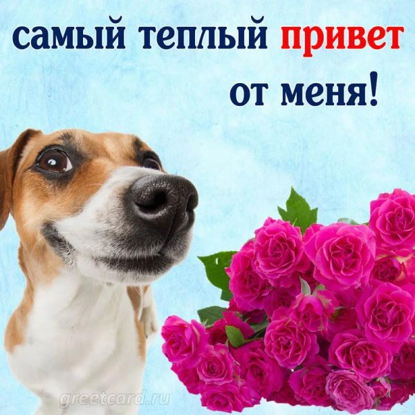 Привет подруга с надписями