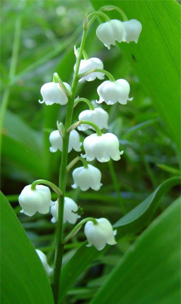 Ландыши на рабочий стол