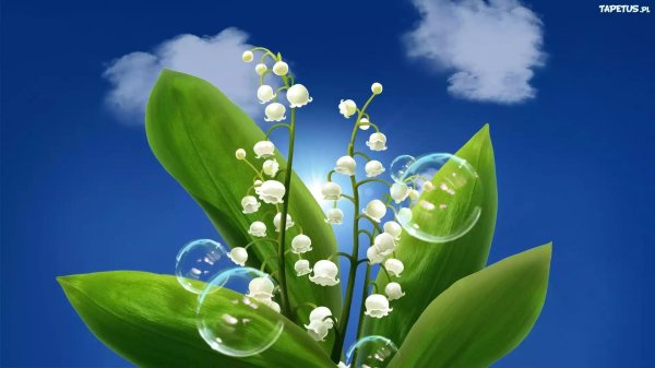 Ландыши на рабочий стол