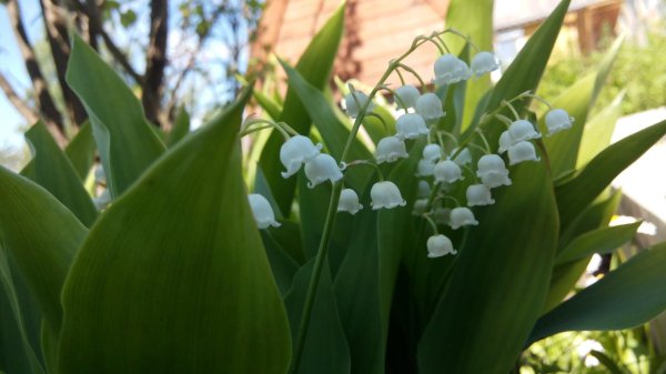 Ландыши на рабочий стол