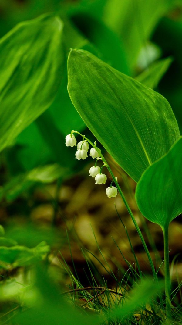 Ландыши на рабочий стол