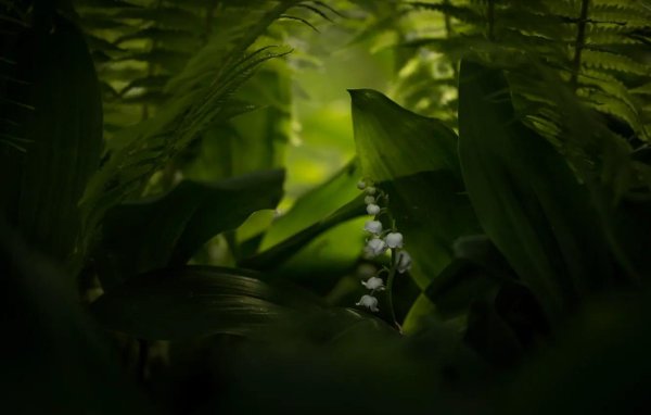 Ландыши на рабочий стол