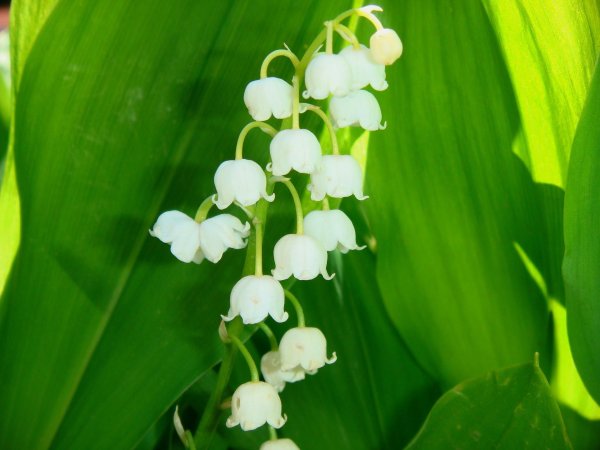 Ландыши на рабочий стол