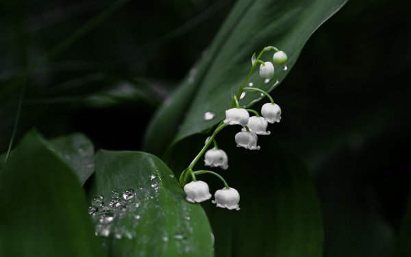 Ландыши на рабочий стол