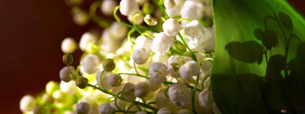 Ландыши на рабочий стол