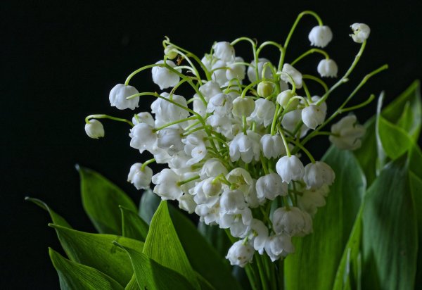 Ландыши на рабочий стол