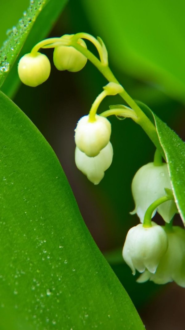 Ландыши на рабочий стол