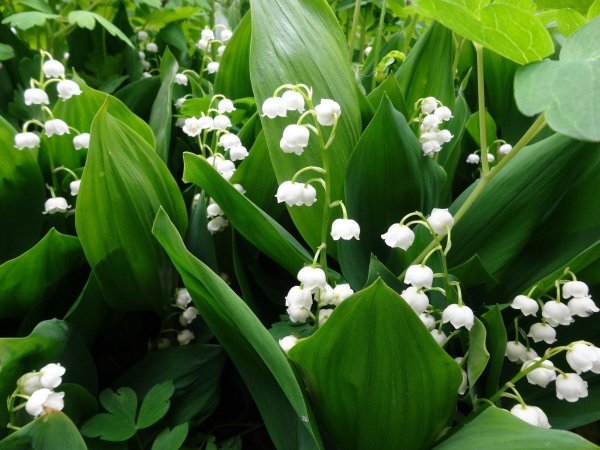 Ландыши на рабочий стол