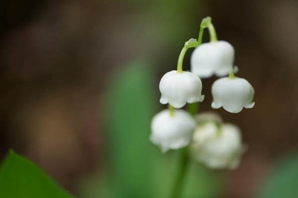 Ландыши на рабочий стол