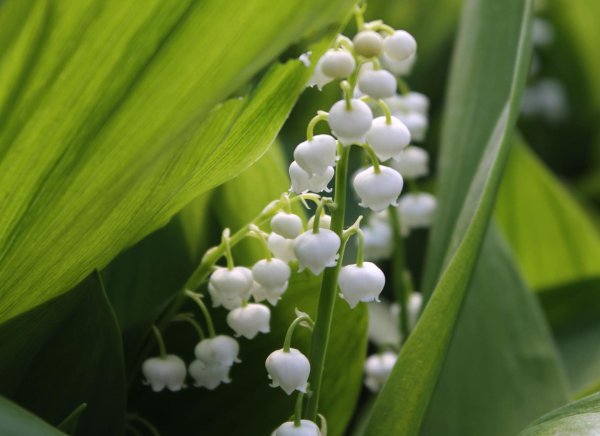 Ландыши на рабочий стол