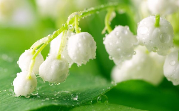 Ландыши на рабочий стол